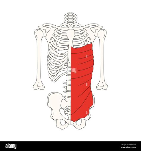 Anatom A Humana Drawing Muscle Obliquus Externus Abdominis Fotograf A