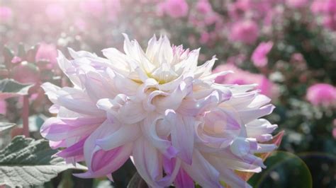 Growing Dahlias From Seed Indoors – Secrets To Success