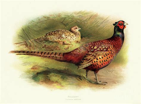 Pheasant Illustration By Thepalmer