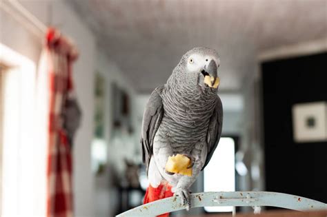 Happy Tails The Parrot Effect