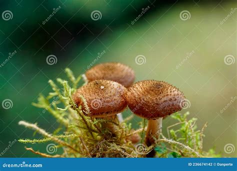 Armillaria Gallica Mushroom Cluster On A Tree Stump Stock Image