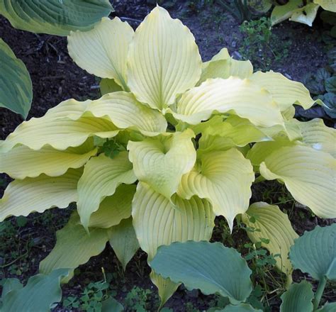 Dancing Queen Hosta The Bright Yellow Leaves Retains A Yellow Color