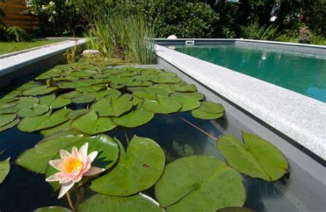 Cómo instalar una biopiscina o piscina ecológica