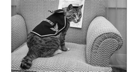 From The Archives World War Ii Veteran Cat Turns 15 Los Angeles Times