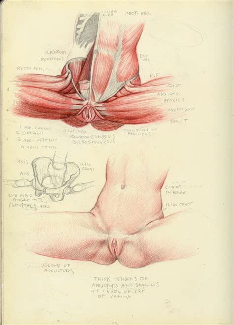 Muscles Of Female Pubic Area Roberto Osti S Web Site