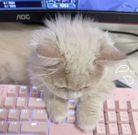 A Cat Is Sitting On Top Of A Computer Keyboard With Its Eyes Closed And