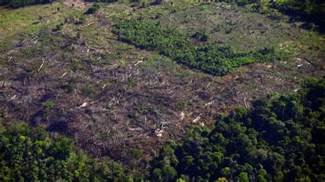 Desmatamento Na Amaz Nia Bate Recorde E Chega A Km Em Fevereiro