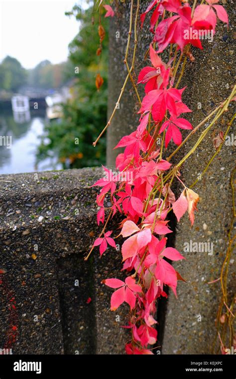 Autumn Colours Victoria Park Hackney London United Kingdom Stock