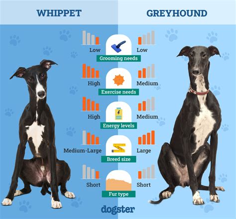 Whippet Vs Greyhound The Differences With Info And Pictures Dogster