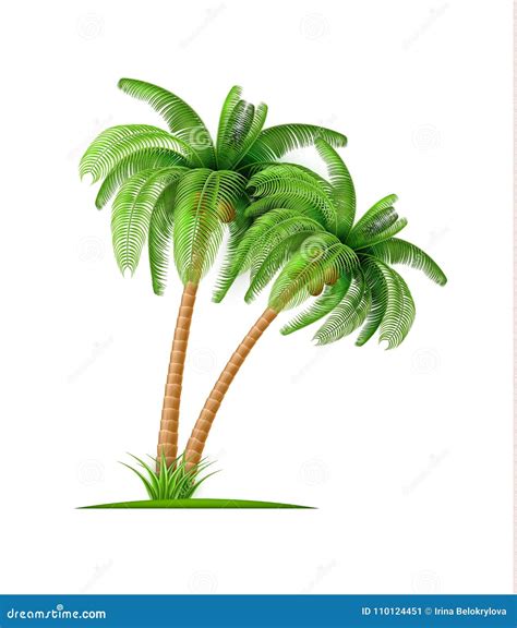 Realistic Palm Tree With Coconuts Vector 3d Exotic Stock Vector