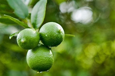 Descubre los árboles frutales perfectos para tu jardín