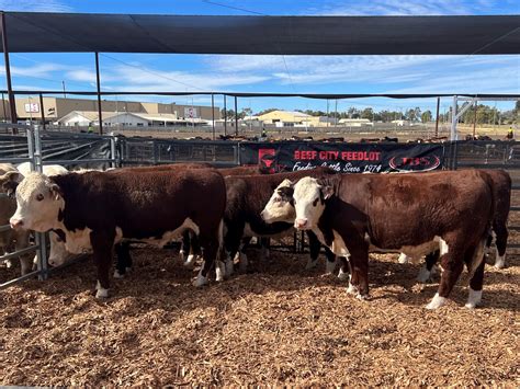 Herefords Dominate Feedlot Weight Gain In Rna Paddock To Palate