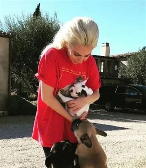 Secuestran A Los Perros De Lady Gaga Le Dispararon 4 Veces En El Pecho A Su Cuidador Actitudfem