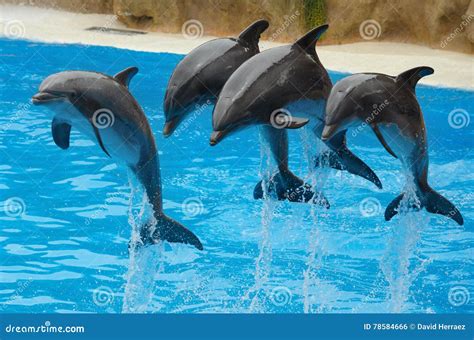 Dolphins Playing in the Pool. Stock Photo - Image of fish, dolphin: 78584666