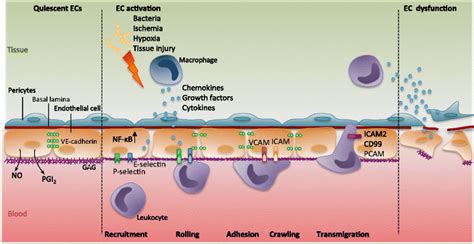 Leukocyte Recruitment And Transmigration Through The Endothelial Download Scientific Diagram