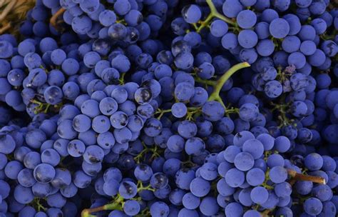 Chianti sarà una vendemmia eccezionale Produzione in calo ma vino