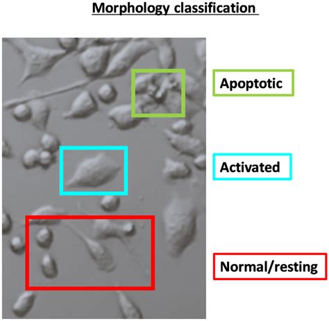 Morphological Classification Of Microglial Phenotypes BV2 Microglial