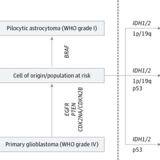 IDH Mutation in Gliomagenesis | Download Scientific Diagram