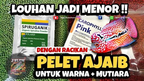 Cara Membuat Pelet Warna Mutiara Untuk Ikan Louhan Youtube