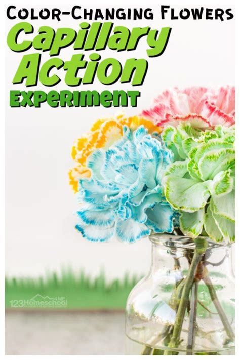 Color Changing Flowers Capillary Action Science Experiment Flower