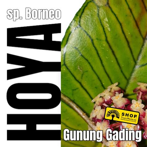 Hoya