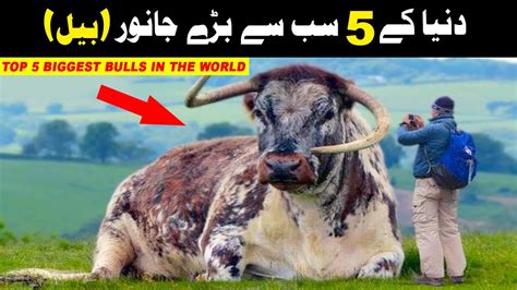 Top Bulls In The World Biggest Bulls In The World Pakistan Bakra