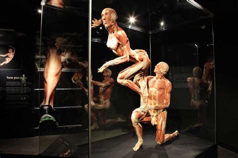 Body Worlds Amsterdam Ticket Voor The Happiness Project Getyourguide