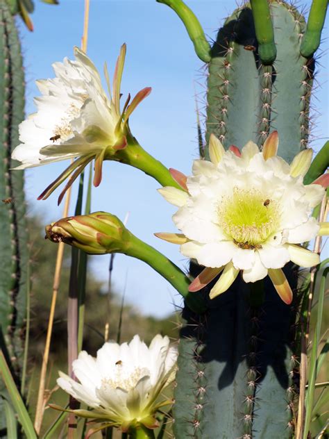 Fotos gratis país primavera botánica flora flor silvestre planta