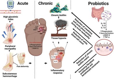 Pharmaceutics Free Full Text A Review Of Immunomodulatory Reprogramming By Probiotics In