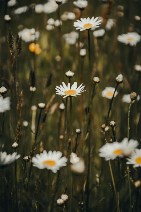 A Field Full Of White Flowers With Yellow Centers Photo Free Nature