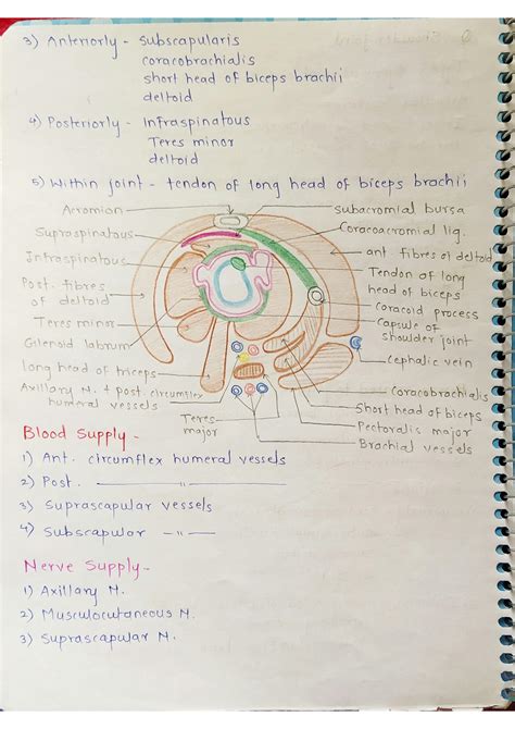 Solution Upper Limb Anatomy Notes Studypool