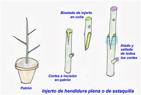 Guía completa para injertar un manzano con éxito paso a paso y