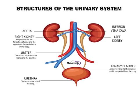 Urinary System Anatomy Diagram