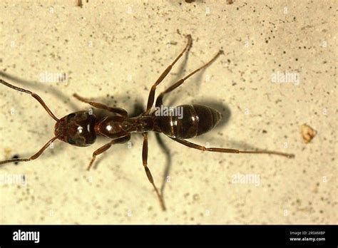 Argentine Ants Linepithema Humile Stock Photo Alamy