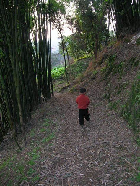 望見了竹林，就望到了家！你家房前屋後的竹林，還在嗎？ 每日頭條