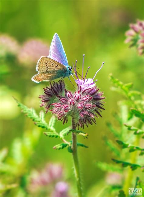 Vroege Vogels Foto Geleedpotigen Icarus Blauwtje