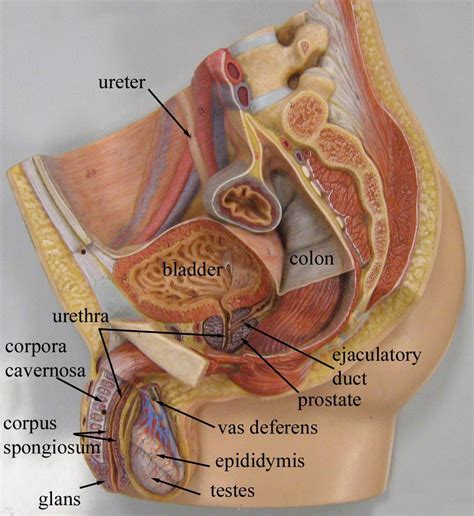 Female Reproductive System Anatomical Model Xxx Porn