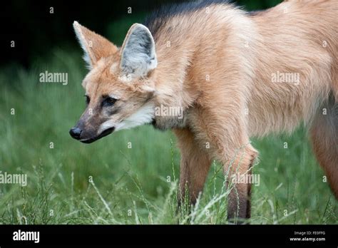 Le Loup Crini Re Chrysocyon Brachyurus Am Rique Du Sud Photo Stock