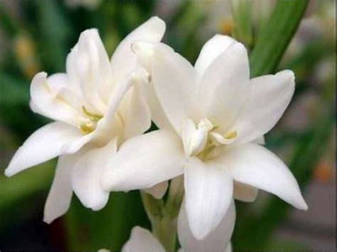 Flower Picture Tuberose Flower Picture