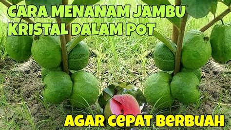 Cara Menanam Jambu Kristal Dalam Pot Agar Cepat Berbuah Youtube