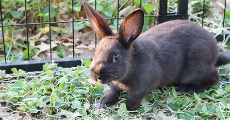 Comprehensive Guide To New Zealand Rabbits The Garden Magazine