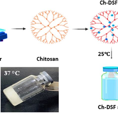 The Schematic Representation Of The Preparation Of Chitosan Based