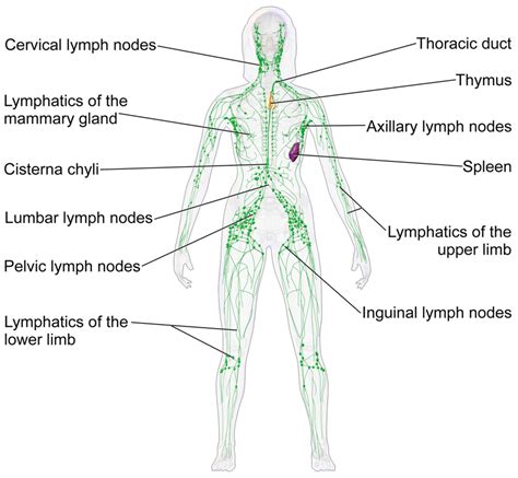 The Circulatory System Its 4 Main Parts And How They Work Owlcation