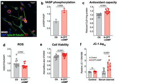 Cyclic Gmp Promotes Antioxidant Capacity In Vitro And Protects Da