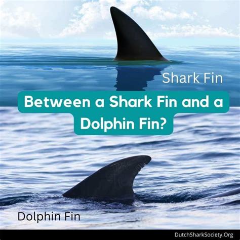 How To Tell The Difference Between A Shark And A Dolphin Dutch Shark