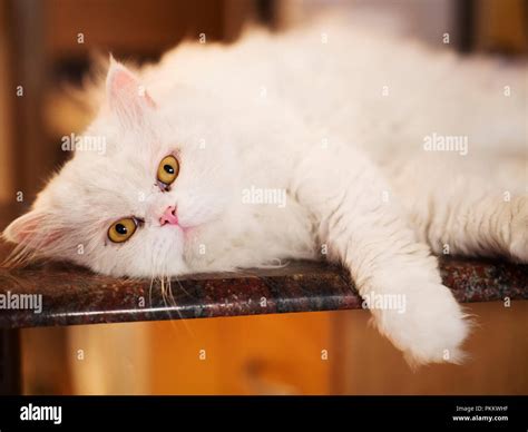 Perfect fluffy white cat Stock Photo - Alamy