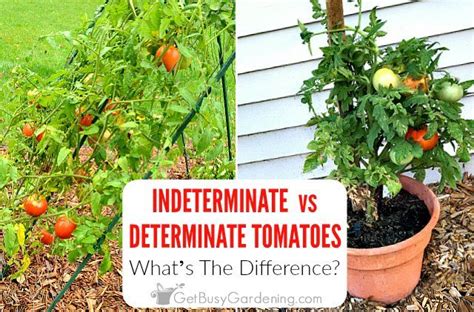 Its Easy To Tell The Difference Between Determinate Vs Indeterminate