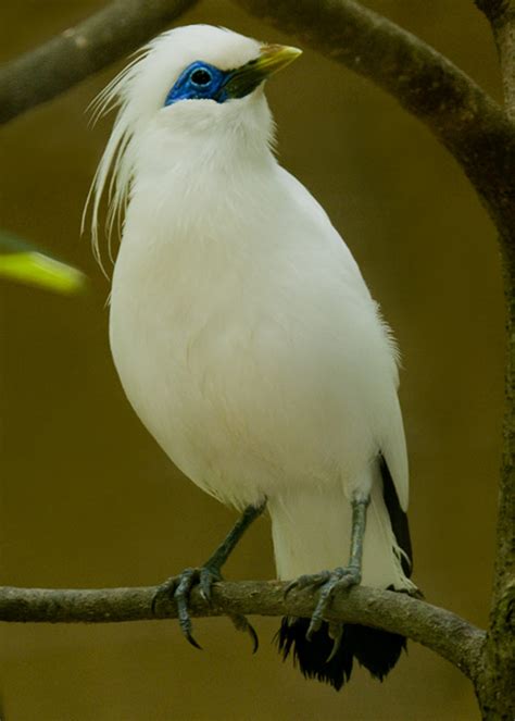 Time To Learn: JALAK BALI - ENDEMIC ANIMAL OF INDONESIA