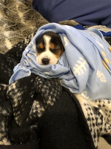 She loves her blanket : r/beagle