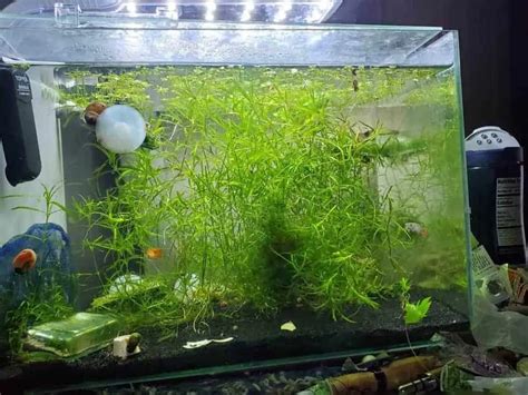 Top 11 Best Plants For Guppies For Keeping And Breeding